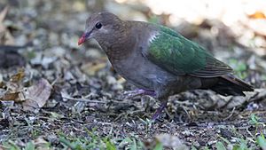 Emerald dove 1 (23381111512)