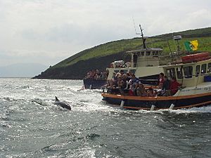 Entrance to Dingle Harbour, with Funghi the Dolphin - geograph.org.uk - 108336