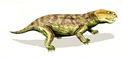 Eodicynodon BW