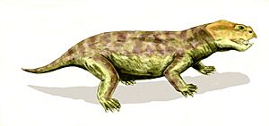 Eodicynodon BW
