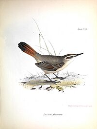 Eremobius phoenicurus - Gould