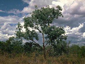 Eucalyptus argillacea habit.jpg