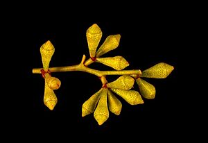 Eucalyptus brevipes buds