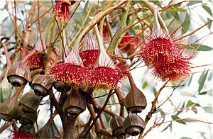 Eucalyptus pyriformis fruit