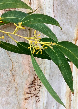 Eucalyptus racemosa - bark, buds and leaves