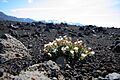 Flower near Hekla