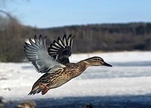 Flying mallard duck - female
