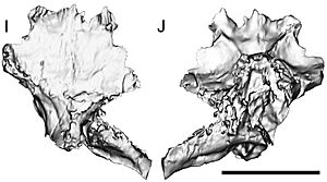 Fostoria braincase