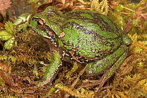 Gastrotheca excubitor.jpg