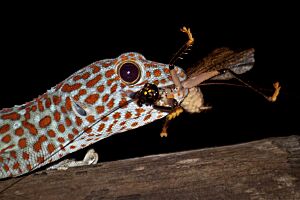 Gekko gecko 192144152