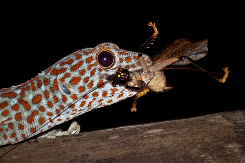 Gekko gecko 192144152