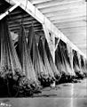 Gillnets in storage at unidentified cannery, Nushagak, Alaska, 1917 (COBB 173)