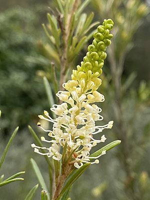 Grevillea trachytheca flower.jpg