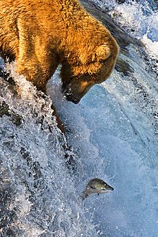 Grizzly Bear Fishing Brooks Falls