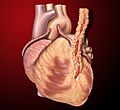Heart saphenous coronary grafts