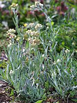 Helichrysum luteoalbum (Jersey Cudweed) (24368243434)