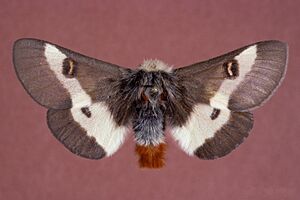 Hemileuca maia 0014195.jpg