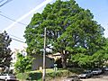 Heritage Tree Park & Corbett Oak