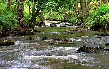 A river flowing around some stones, with trees overhanging the water in the background