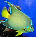 Holacanthus ciliaris 2