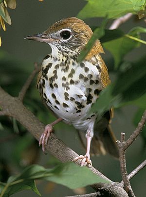 Wood thrush Facts for Kids