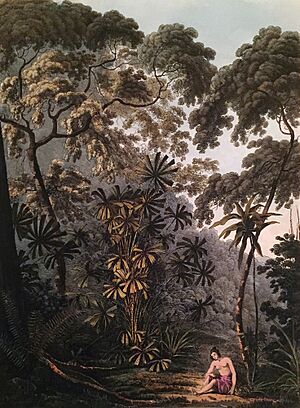 John Webber Plate XVI The Fan Palm in the Island of Cracatoa