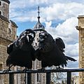 Jubilee and Munin, Ravens, Tower of London 2016-04-30