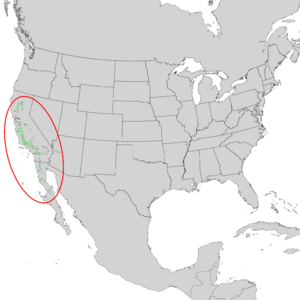 Juniperus californica range map 1.png