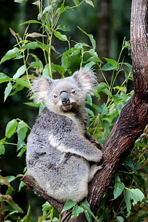 Koala at Wildlife HQ