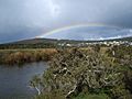 Lake Seppings margin rainbow