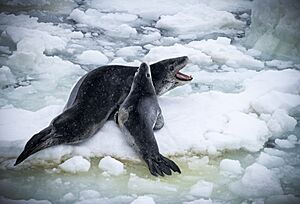 Leopard Seal and pup by Jeff Lipshitz (49848008693)