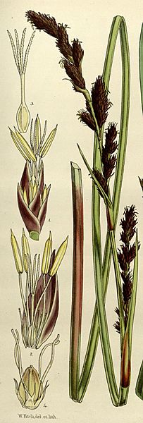 Lepidosperma oldfieldii N491 w1150 (cropped)