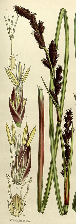 Lepidosperma oldfieldii N491 w1150 (cropped).jpg