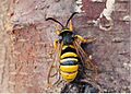 Lunar Hornet Moth (Sesia bembeciformis) by Ian Kimber 01