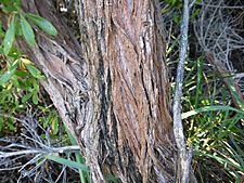 Melaleuca microphylla (bark)