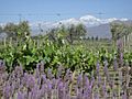 Mendoza vineyard landscape
