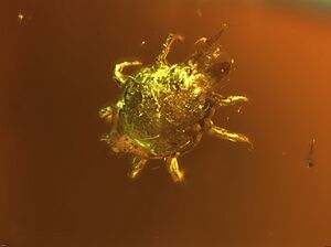 Milbe cf Glaesacarus rhombeus