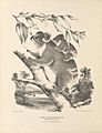 A black and white illustration of a koala in a tree with a baby on its back.