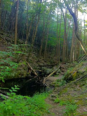 Narragansett Trail - Green Fall River ravine south of Green Fall Pond