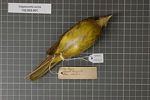 Naturalis Biodiversity Center - RMNH.AVES.126271 2 - Calyptocichla serina (J. & E. Verreaux, 1855) - Pycnonotidae - bird skin specimen