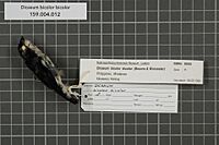 Naturalis Biodiversity Center - RMNH.AVES.99900 1 - Dicaeum bicolor bicolor Bourns and Worcester, 1894 - Dicaeidae - bird skin specimen