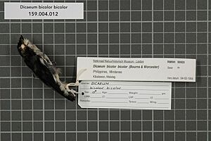 Naturalis Biodiversity Center - RMNH.AVES.99900 1 - Dicaeum bicolor bicolor Bourns and Worcester, 1894 - Dicaeidae - bird skin specimen