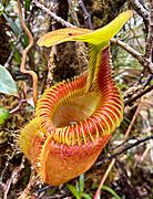 Nepenthes villosa Mt Kinabalu Sabah Borneo