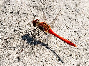 Neubrunn Steinbruch Blutrote Heidelibelle (Sympetrum sanguineum) 8262082