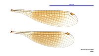 Nososticta baroalba male wings (34664206062)
