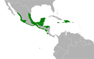 Nyctibius jamaicensis map.svg