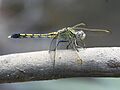 Orthetrum caledonicum 5270