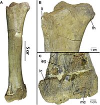 Orthomerus dolloi lectotype.jpg