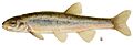 Pearl dace