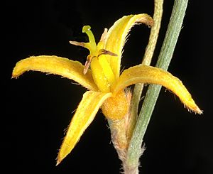 Persoonia angustiflora - Flickr - Kevin Thiele.jpg